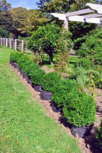 Each shrub is placed into a plastic pot and then groups of potted boxwoods are transported to the pergola, where they are placed one by one along the garden bed.
