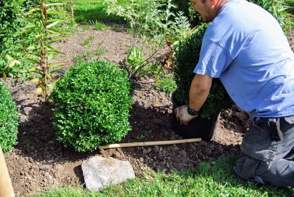 My New Boxwood Border - The Martha Stewart Blog