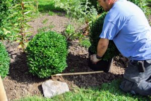 The boxwood will be planted exactly two-feet apart. Here, Chhiring places a shrub in its proper position before the hole is dug.