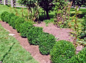 Here are the first several planted - it looks so beautiful already. Boxwood can grow in full sun and partial shade.