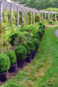 There are nearly 80-boxwoods in each section. The best time to plant boxwood is during the fall. Plants need well-drained, alkaline soil that contains organic matter. As you know, my soil is filled with lots of nutrient-rich compost made right here at the farm.