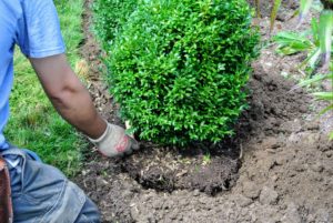 Chhiring places the boxwood into the hole, and tamps down around the plant, backfilling with soil wherever necessary.