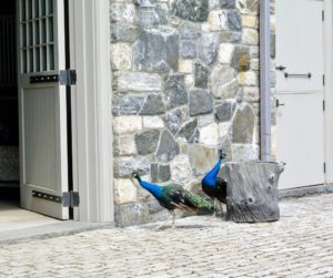 On another day, these two young males are seen at the entrance to my Carriage House. As beautiful as peafowl are, they don't make very melodious sounds. Peafowl have 11 different calls, with most of the vocalizing made by the peacocks. And, with their sharp eyesight, peafowl are quick to see predators and call out alarms.