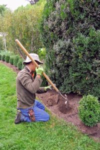 The entire process takes a few days. Here is Dawa planting one of the last boxwoods.