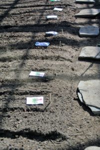 Ryan then positions seed packets and their corresponding variety labeled markers along the beds. I am very fortunate to have the room to plant many different vegetables indoors during winter.