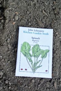 This is John Scheepers spinach "Regiment". Spinach contains vitamins A, E, K, and C plus calcium, iron magnesium and potassium.