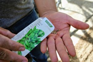 The seeds are very small – it’s hard to believe these tiny seeds produce such beautiful vegetables within weeks. Wilmer pours a small quantity of seed into his palm and scatters pinches of seed as evenly as possible along each furrow.