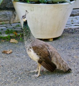 Down by the stable, one of my peahens is very intrigued by the edging process.