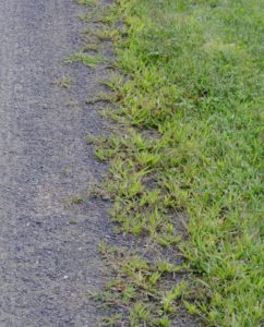 I have four miles of gravel covered carriage road at my farm. Over the course of the year, grass and weeds grow where the road meets the lawn, so it’s a good idea to edge the roads regularly.
