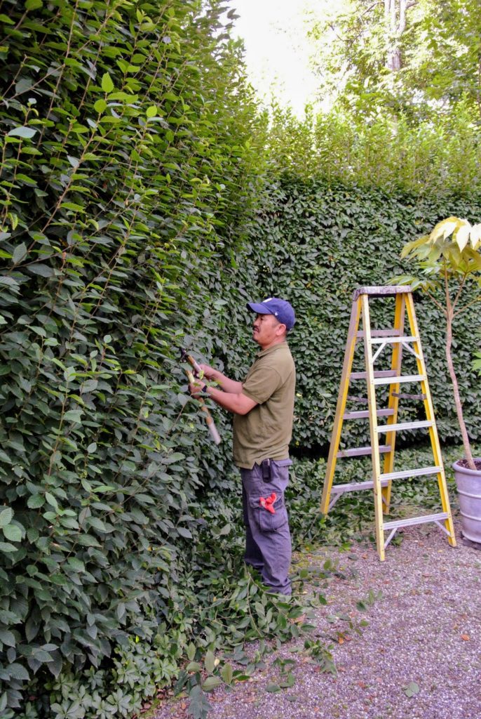 Pruning And Sculpting My Hornbeams - The Martha Stewart Blog