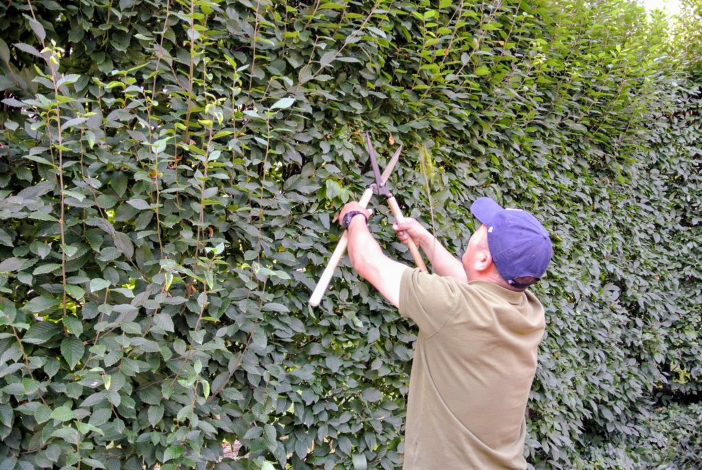 Pruning and Sculpting My Hornbeams - The Martha Stewart Blog