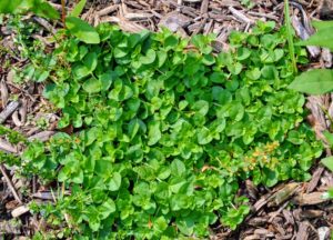 Stellaria media is the common chickweed. Chickweed is an annual weed that prefers shady, moist soil, although its seeds will sprout in dry soil. The easiest way to control chickweed is to pull individual plants.