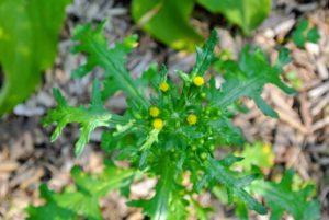 Senecio vulgaris is the common groundsel weed. It is a winter or summer annual with lobed leaves, yellow leaves and a white puff-ball seedhead like that of the dandelion. Common groundsel is primarily found in landscapes, nursery crops, and greenhouses.
