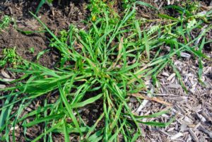 Digitaria sanguinalis, or crabgrass, gets it name from the leaves, which form a tight, crab-like circle. It can become a problem quickly during the summer because it is able to grow vigorously in hot, dry conditions. Discourage crabgrass by mowing at the proper height for grass type.