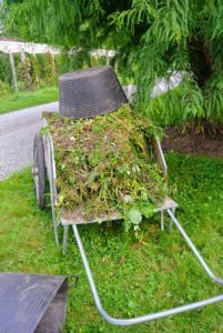 Look at all the removed weeds - and this is just one load. Several wheelbarrows full will be taken to the compost pile before the end of the day.