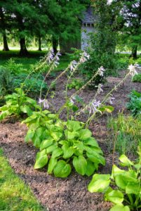 These hostas are developing very nicely here in the shade. Their lush foliage and easy care make them ideal for low maintenance garden spaces. Hosta leaves come in a variety of greens, ranging from deep, almost blue color, to a light chartreuse to a soft creamy white.
