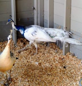 The white peacock in the back is a Black Shoulder Silver Pied. The Silver Pied is a white bird with about 10 to 20-percent color on it, including the bright iridescent blue. He has white-eyed feathers in the train when it is full grown. After breeding season ends in August, the males lose their long tail feathers, and then grow them all back before the next breeding timeframe.