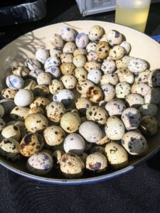 A giant bowl of quail eggs sat nearby - so pretty!