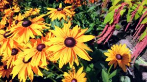 Rudbeckias are easy-to-grow perennials featuring golden, daisylike flowers with black or purple centers, and include the popular black-eyed Susan.