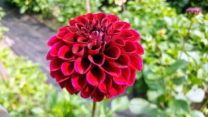 In the cold climates of North America, dahlias are known as tuberous-rooted tender perennials, grown from small, brown, biennial tubers planted in the spring.