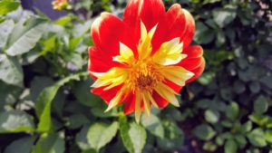 Dahlias benefit from a low-nitrogen liquid fertilizer such as a 5-10-10 or 10-20-20. Fertilize after sprouting and then every three to four weeks from mid-summer until early autumn - just don't overfertilize, especially with nitrogen. Doing this could cause small blooms, weak tubers, or even rot.