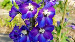 Delphiniums are perennials grown for their showy spikes of colorful summer flowers in gorgeous shades of blue, pink, white, and purple. They are popular in cottage-style gardens and cutting gardens.