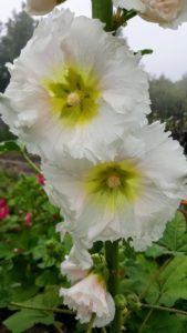 There are also many hollyhocks, Alcea rosea, in the garden. Hollyhocks are old garden favorites. The flowers grow on rigid, towering spikes or spires which typically reach about five to eight feet tall and usually do not require staking. Hollyhocks are easy to grow - they need full sun and moist, rich, well drained soil.