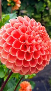Dahlias are colorful spiky flowers which generally bloom from midsummer to first frost, when many other plants are past their best. This beautiful dahlia is called 'David Digweed'. It is amber bronze, with excellent form and stem.