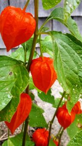This is the Chinese lantern, Physalis alkekengi - large, red-orange, inflated seed pods from which the plant gets its common name. These papery pods enclose a fruit that is edible though not very tasty. While the leaves and unripened fruit are poisonous, it's great for use in dried flower arrangements.