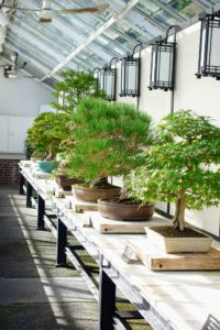 We also saw bonsai trees displayed on a table.