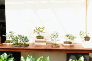 This is a chrysanthemum bonsai display.