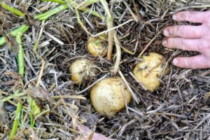 Depending on the type of potato, it can take anywhere from 70 to 90 days for potatoes to mature. Here are the first potatoes they found.