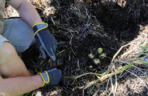 The most tuber formation occurs when soil temperature is 60-degrees Fahrenheit to 70-degrees Fahrenheit. Researchers say maintaining a six-inch-thick straw layer around potatoes keeps soil temperatures about 10-degrees lower, which helps this process.
