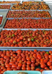 Such a beautiful bounty of tomatoes. We separated them according to color and put them on large stainless steel trays – red, orange, yellow and green.
