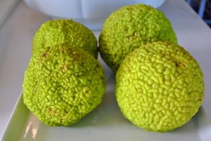 A few were brought indoors for my kitchen counter - not only will they deter the pesky insects that sneak into the room, but my guests love learning about these interesting fruits. Have you ever seen an Osage orange? Let me know in the comments section - I love hearing from all of you!