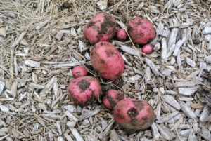 Here are some potatoes harvested from our soil bed - these are quite dirty.