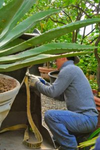 The potted plant is slowly lowered into position on the gravel floor and then Dawa removes the strap securing the pot to the tractor loader.
