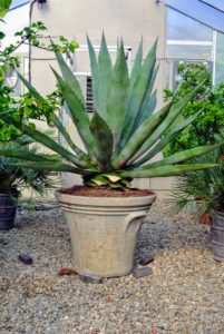 The large potted agave is positioned in the back center of the hoop house, where the ceiling and walls of the hoop house are highest.