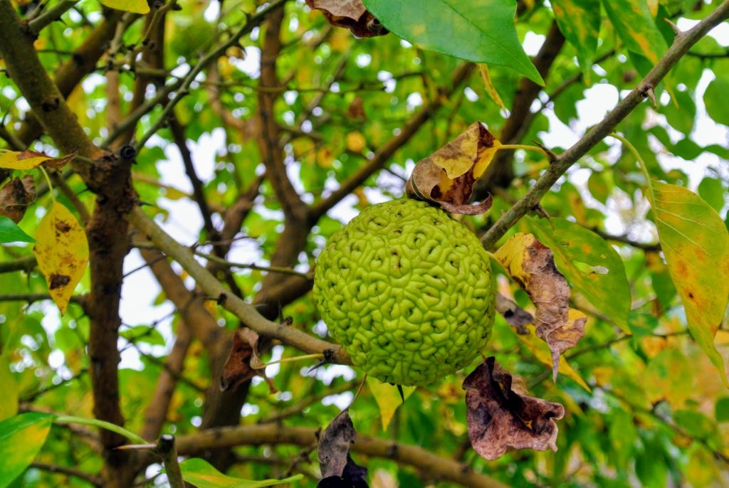 The Osage Oranges at My Farm The Martha Stewart Blog