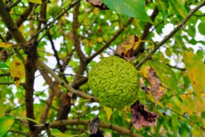 The Osage orange produces a large, warty, inedible fruit that has a distinctive orange aroma.