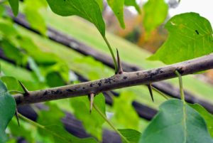 The branches are armed with stout, straight spines. When used as protective hedges, they were constructed by planting young Osage orange trees closely together.