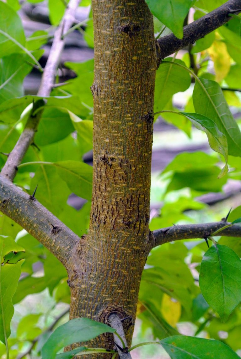 The Osage Oranges at My Farm The Martha Stewart Blog