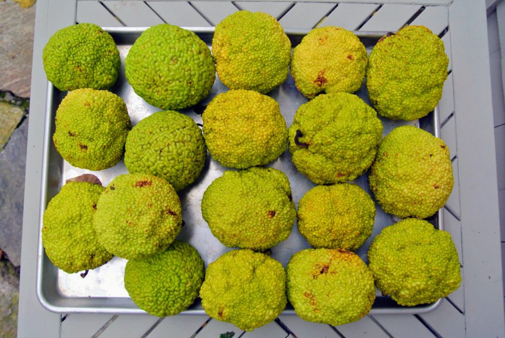 The Osage Oranges at My Farm The Martha Stewart Blog