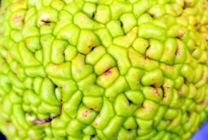 The Osage orange is actually a dense cluster of hundreds of small fruits - many say it resembles the many lobes of a brain.