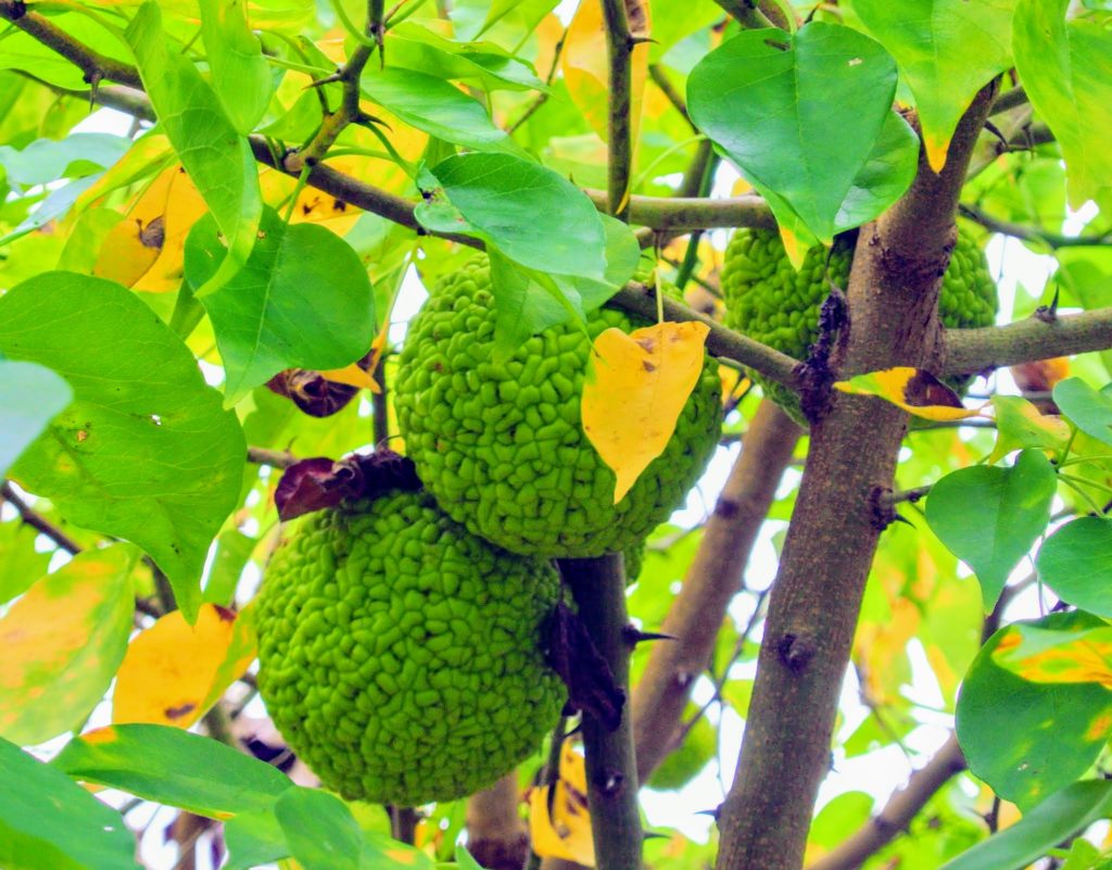 The Osage Oranges at My Farm The Martha Stewart Blog