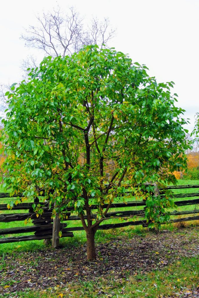 The Osage Oranges at My Farm The Martha Stewart Blog