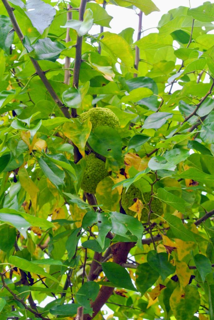 The Osage Oranges at My Farm The Martha Stewart Blog