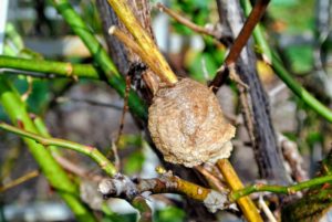 The cases harden, protecting the eggs from birds and weather. Any found on twigs and branches should be set aside in protected parts of the garden in a sheltered and warm location. The case should hatch in spring after the last frost and 10 to 15 days of warm weather.