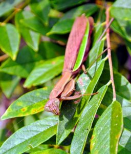 The Chinese mantis, Tenodera aridifolia sinensis, and the common European mantis, Mantis religiosa, were both introduced to the Northeast for insect control. All are known by the common name praying mantis.