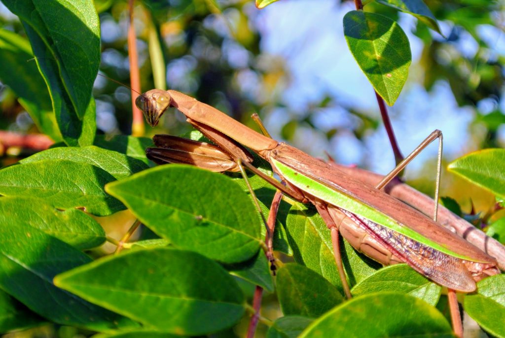 The Praying Mantises in My Flower Garden The Martha Stewart Blog